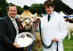 winning cattle