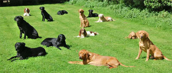 Mountgrace Gundogs